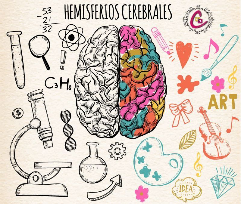 Hemisferios Cerebrales